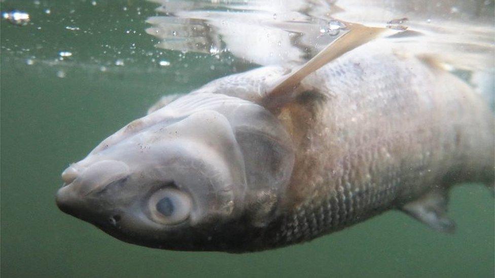 A dead whitefish floats belly up near the Mayors Landing Fishing Access in the Yellowstone River in Livingston