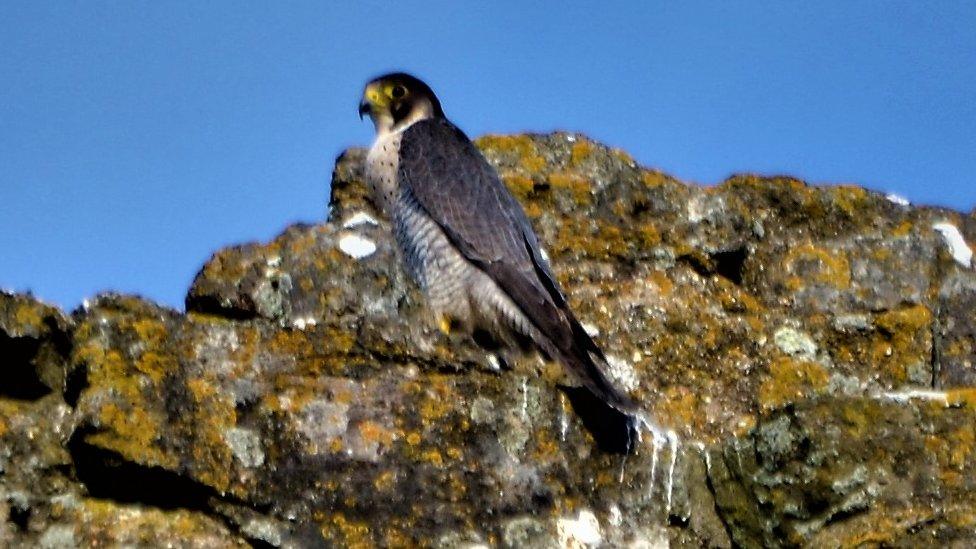 Peregrine at Corfe Castle, Dorset