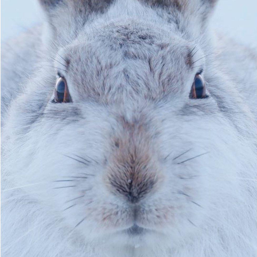 A Peak District mountain hare