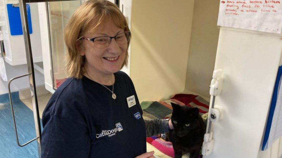 Julie Stone pictured with a rescued cat