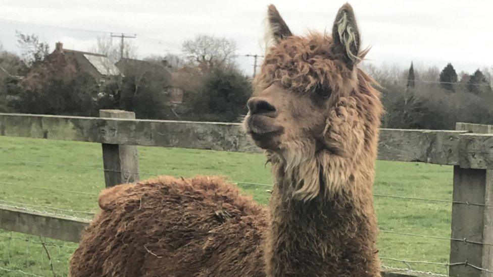 Ed the Alpaca