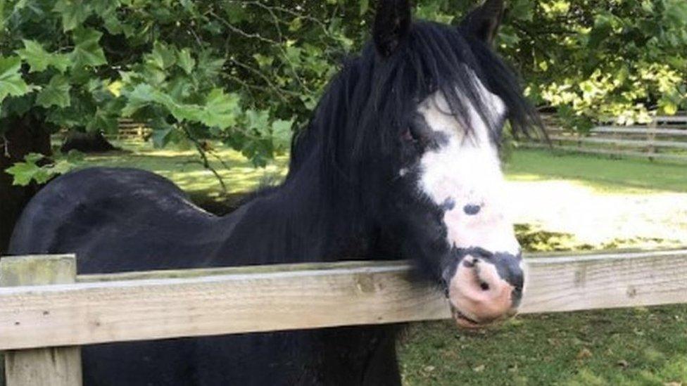 Cinders the pony