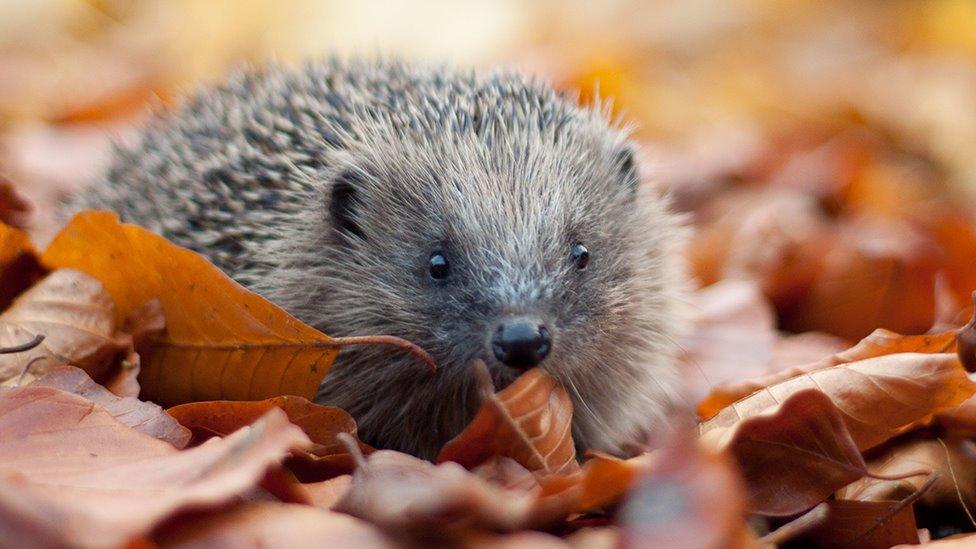 hedgehog