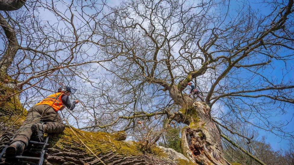 Kirsty Smith and Richard Dixie working on the Capon tree