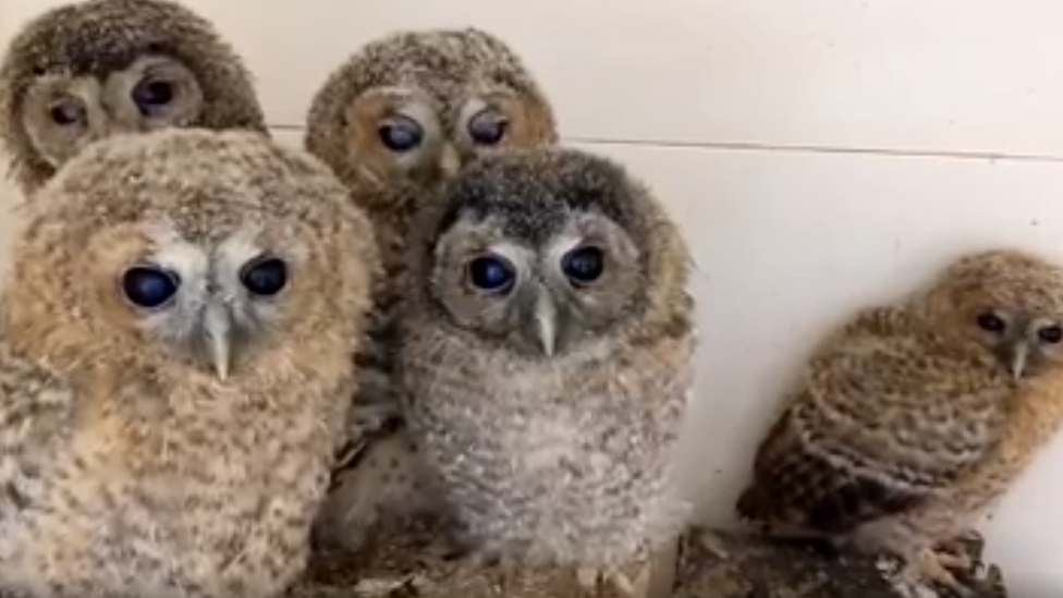 A group of owls