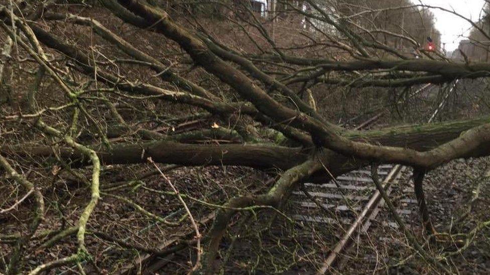 Tree over rail lines