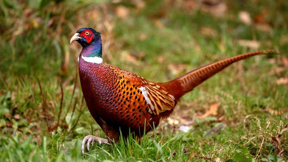 Pheasant