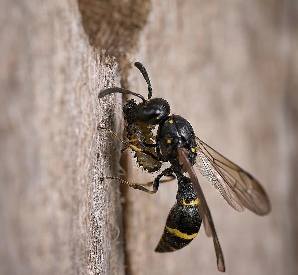 Symmorphus bifasciatus with a beetle larvae