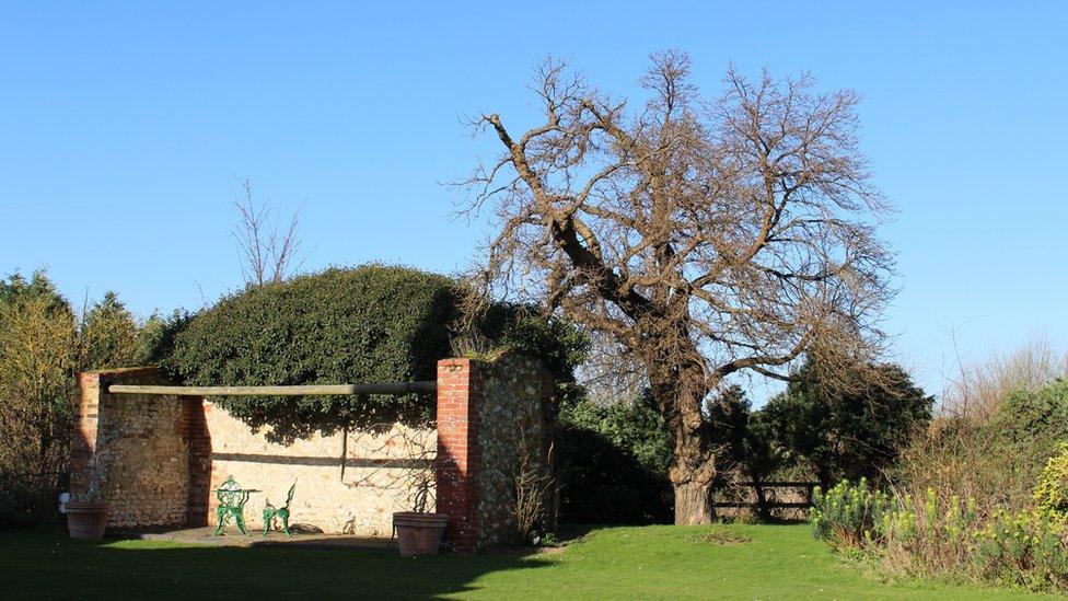 Mulberry tree at Heacham Manor Hotel