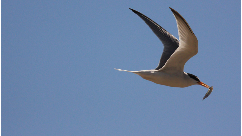 A tern seabird with food in its beak