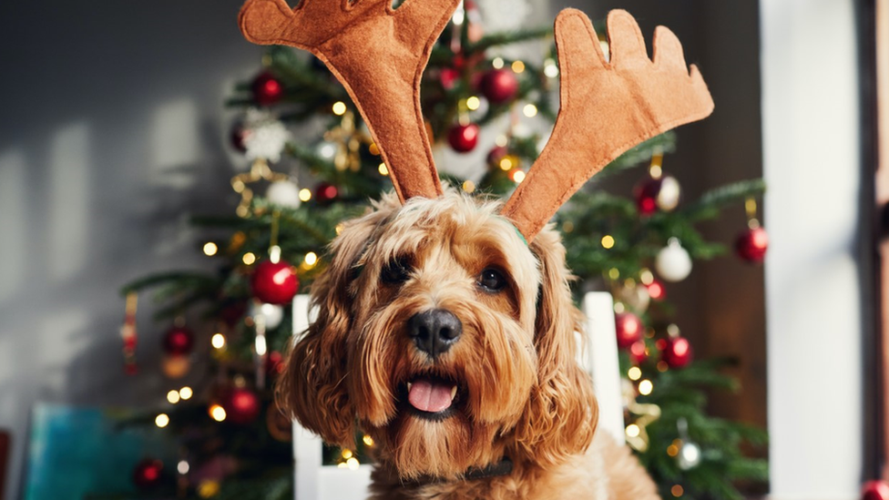 dog in antlers