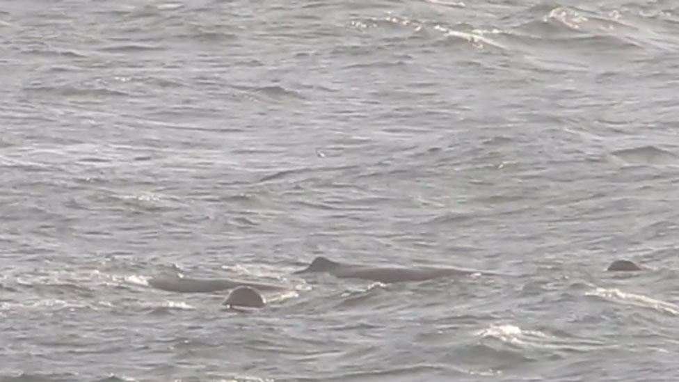 Some of the 12 sperm whales seen sleeping off the Isle of Lewis