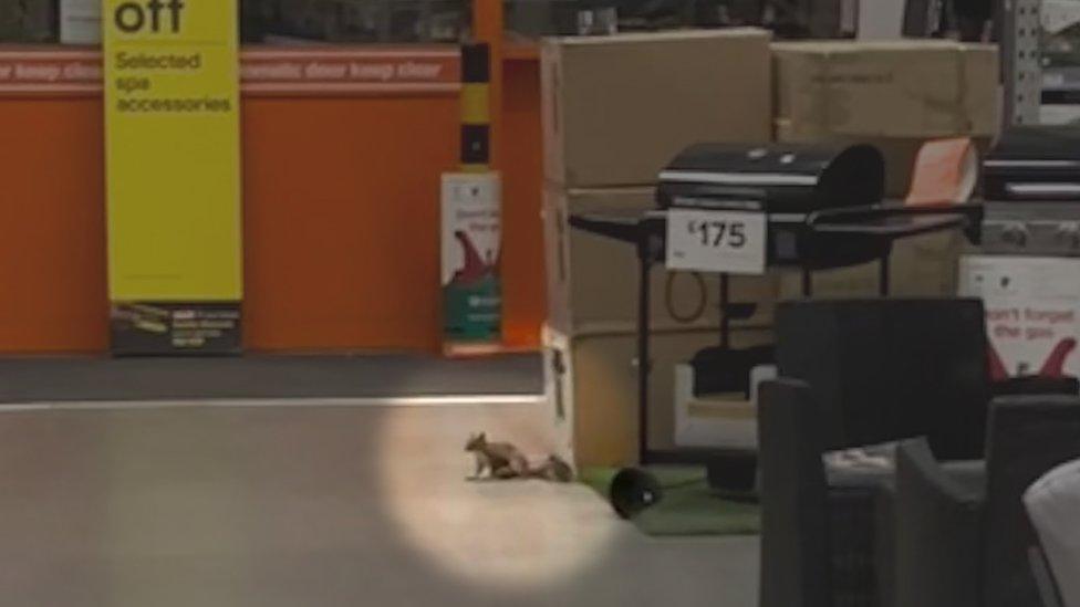 Squirrel in a B&Q store