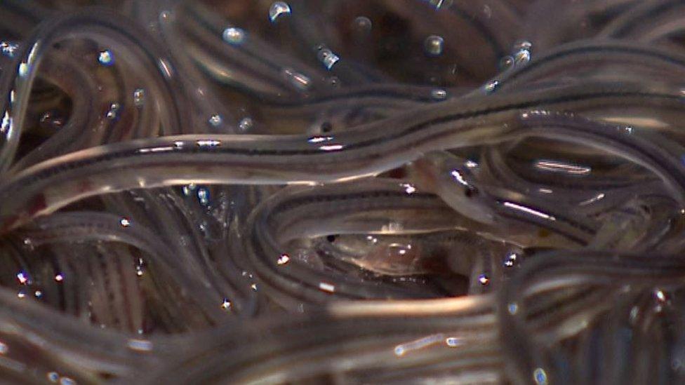 Elvers