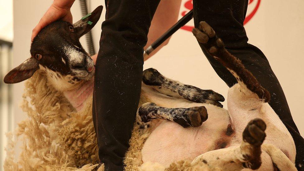 A man shearing a sheep at Balmoral Show