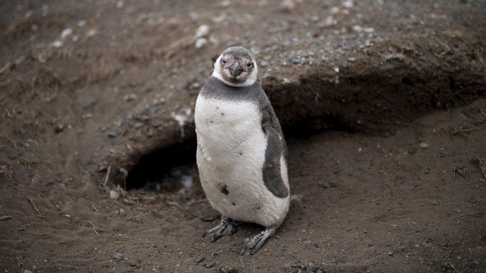 Magellanic penguin