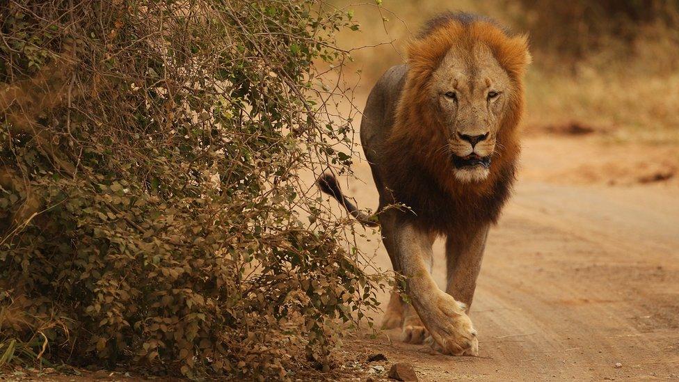 A lion in Kruger National Park, South Africa. 22 July 2010