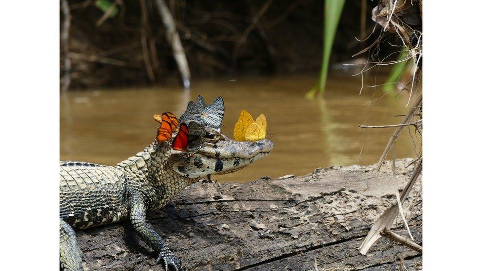 Butterflies on a caiman