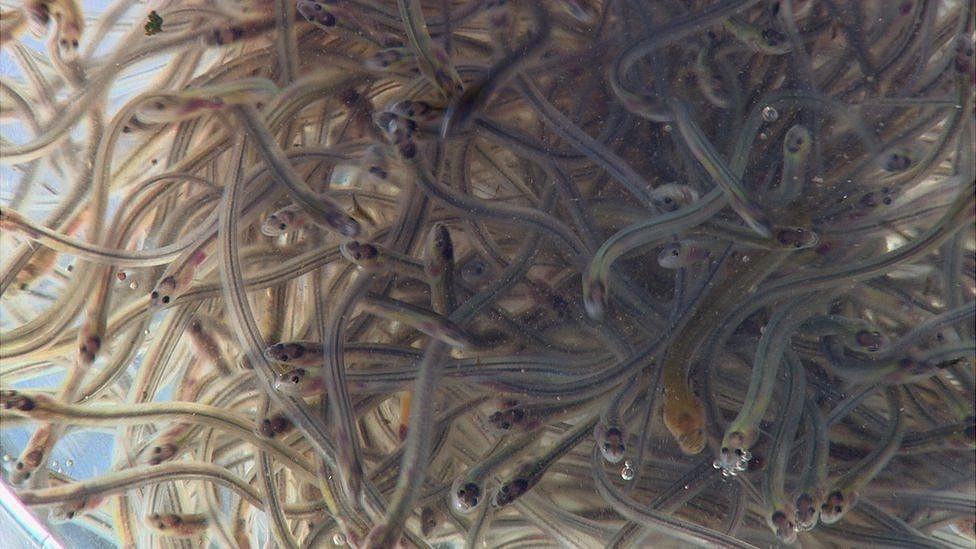 Elvers is the name given to baby eels