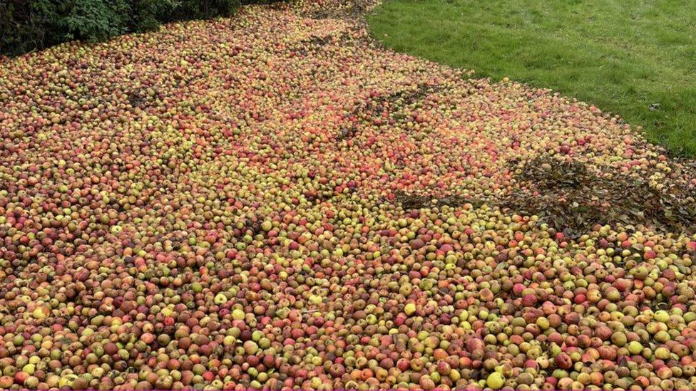 Lots of apples in floodwater in the corner of a field