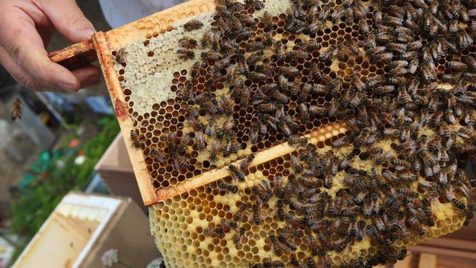 A beekeeper with a hive of bees