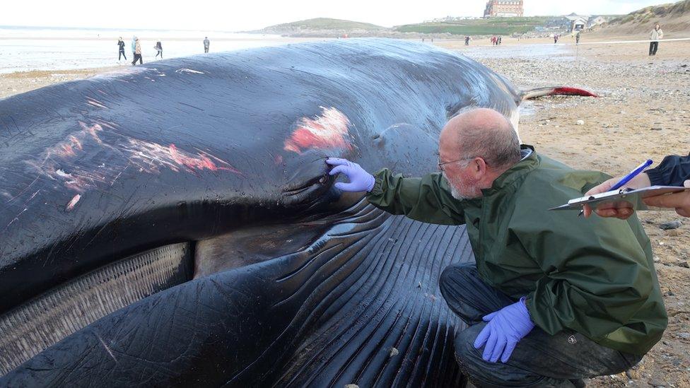 Veterinary pathologist James Barnett examining the dead fin whale