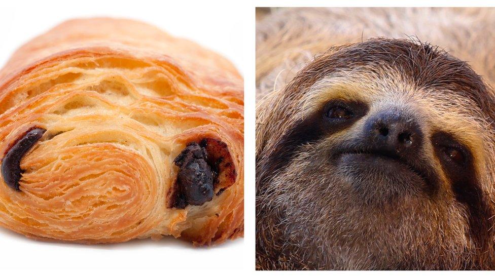 sloth-pain-au-chocolat.