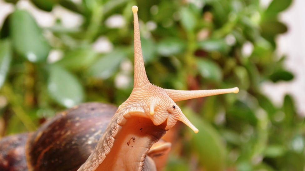 giant-African-land-snail-florida