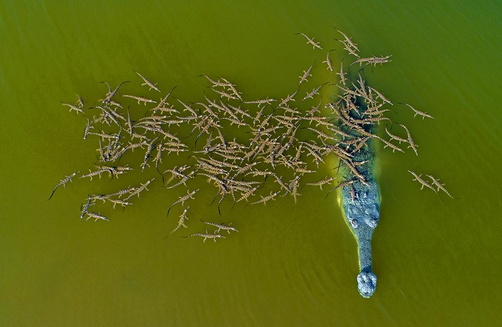 Dhritiman Mukherjee image of a gharial croc