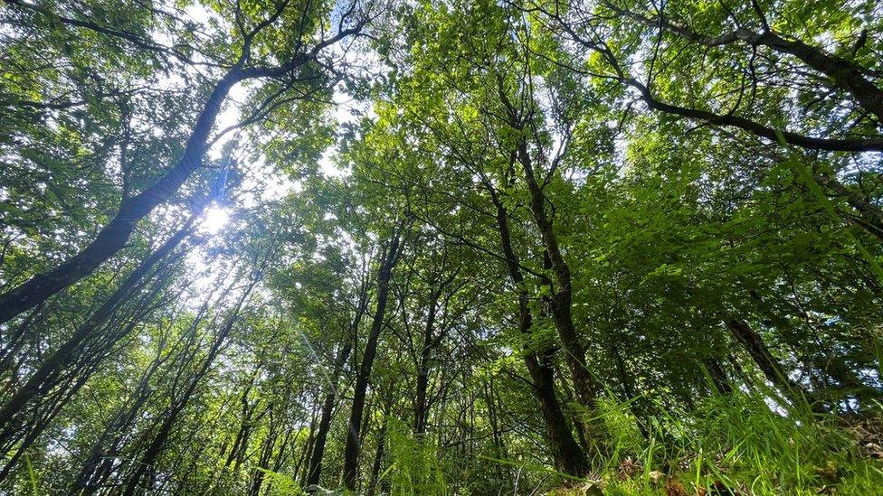 A forest canopy from below