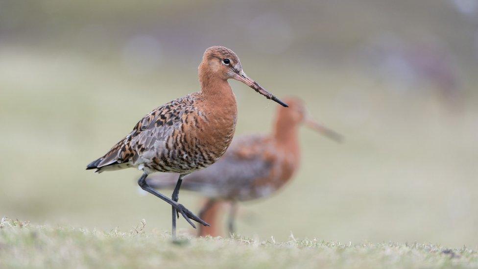 Black-tailed godwit