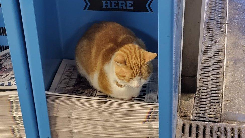 Nala sitting on a pile of newspapers