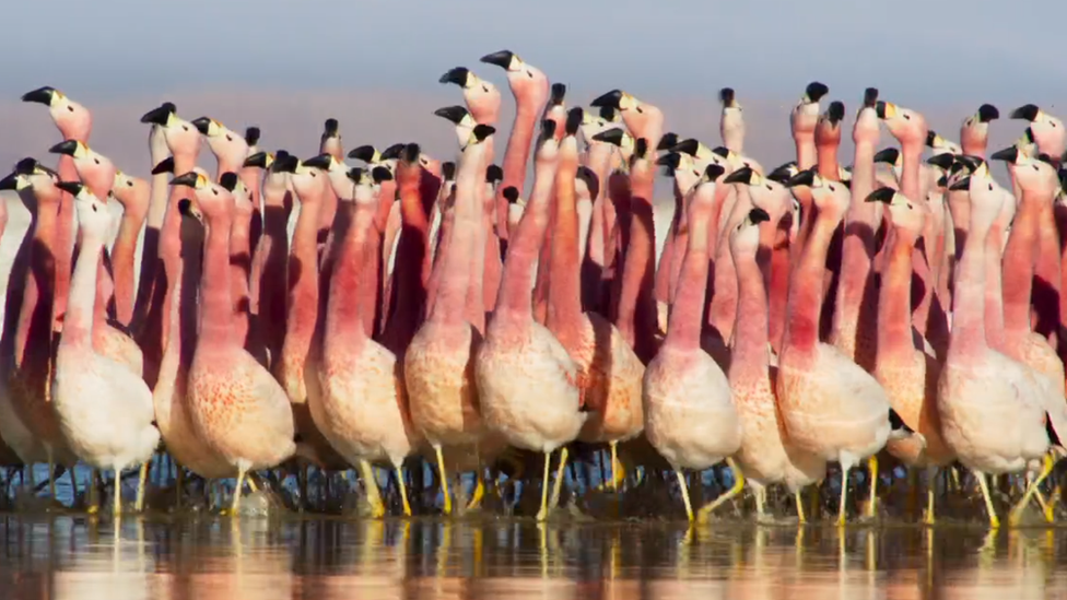 Flamingos