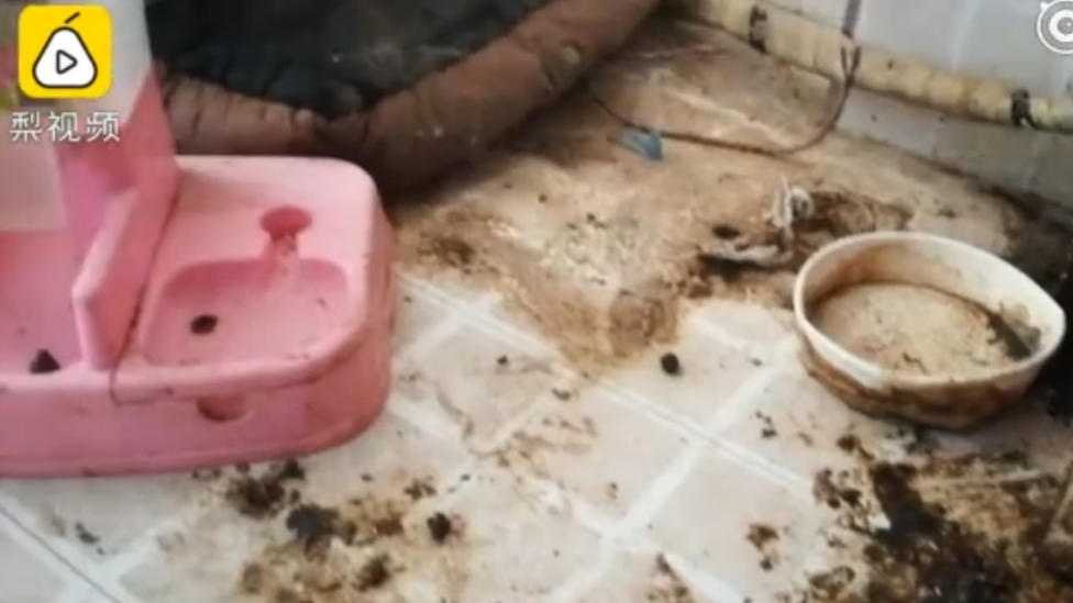 Footage went viral showing Ms Li's floors covered in dog excrement