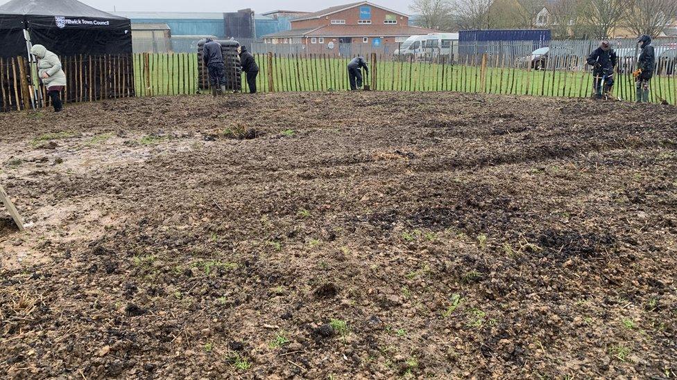 Tiny forest being planted in Flitwick