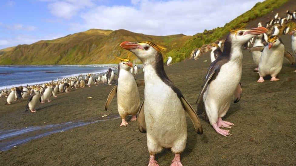 Penguins