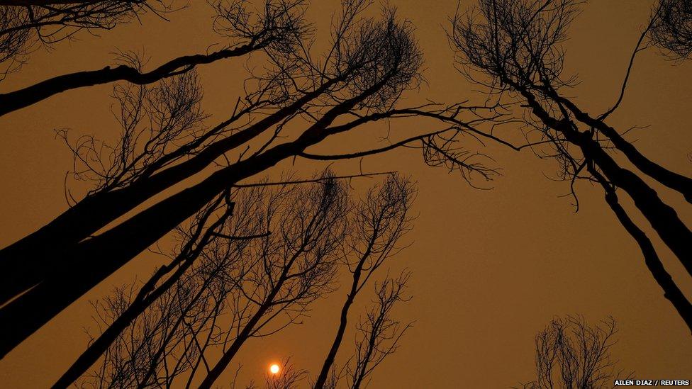 sky orange with trees after wildfires in chile