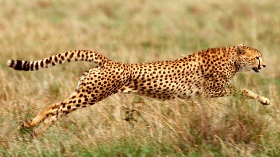 A cheetah running