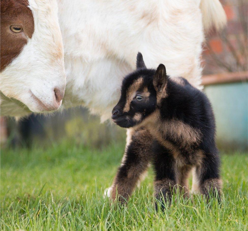 Mother goat and baby goat