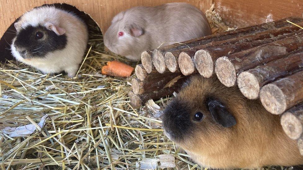 Guinea pigs