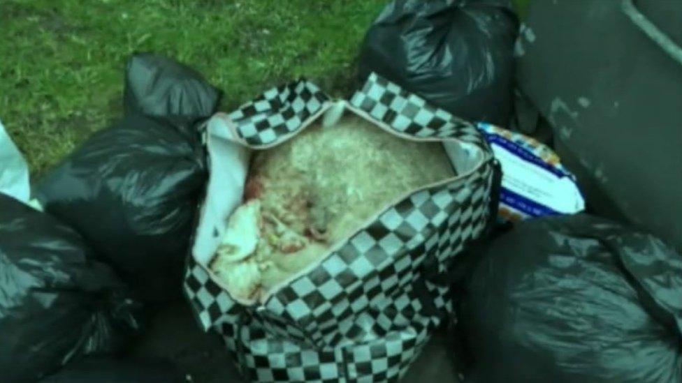 Sheep remains found in a carrier bag