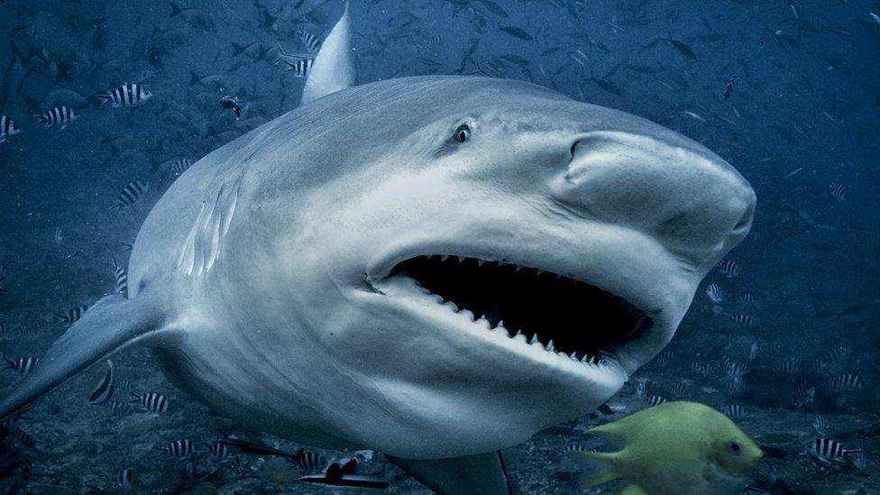 Bull Shark.