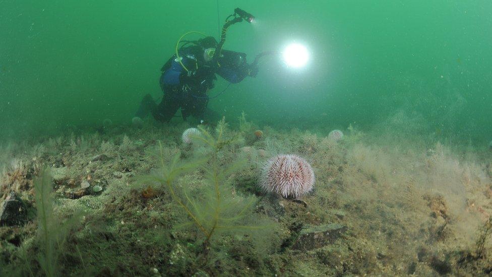 Diver on reef