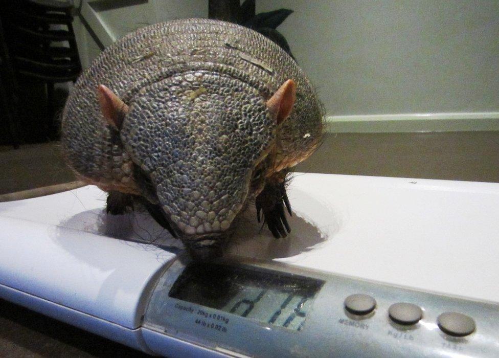 Gretel being weighed on some scales.