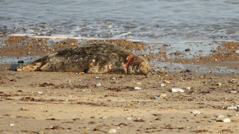 Seal at Horsey, Norfolk