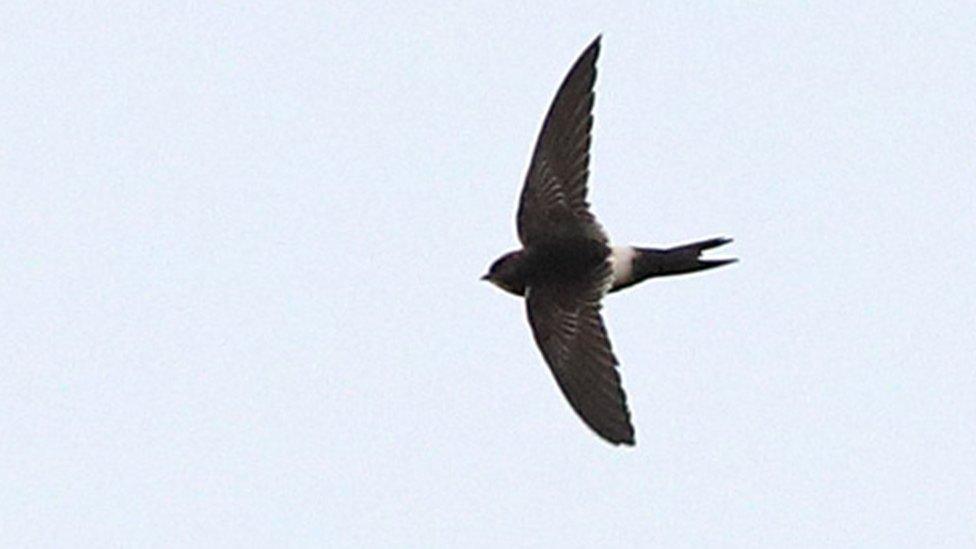 White Rumped Swift