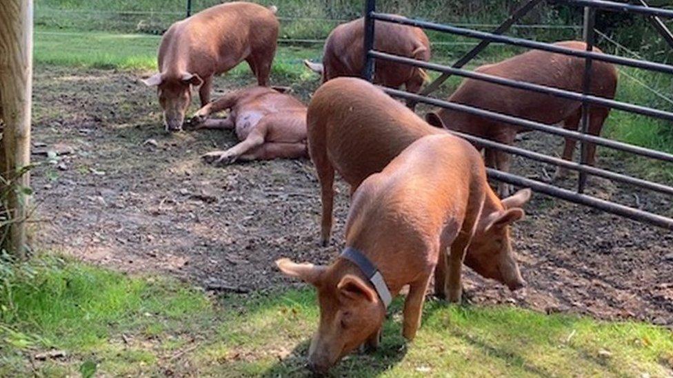 Pigs in the New Forest