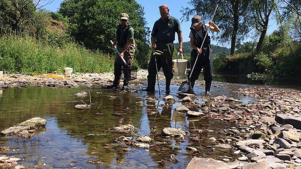 Staff rescuing fish