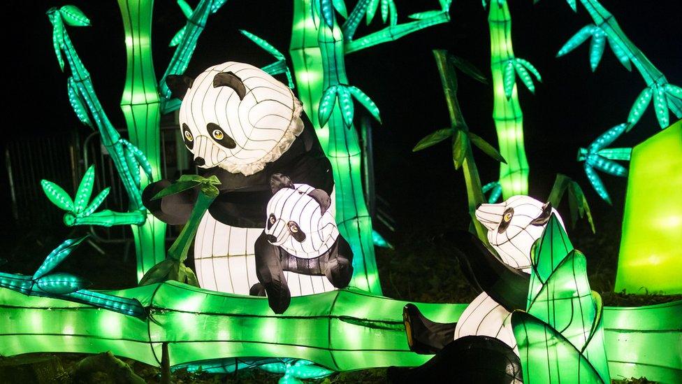 Panda lanterns