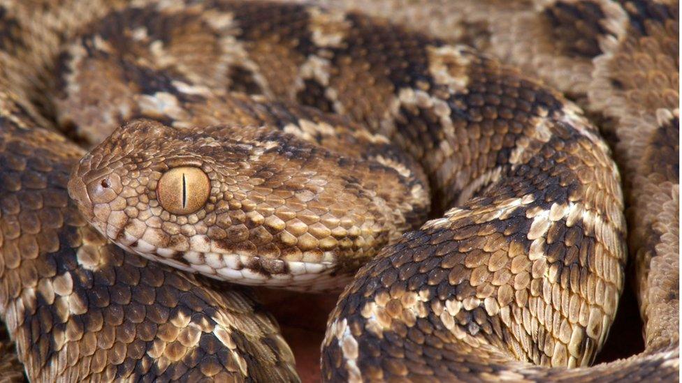 Saw-scaled viper